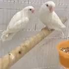 روز البينو للبيع