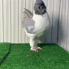 حمام مودينا أمريكي