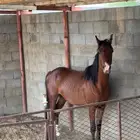 مهر شعبي وله مستقبلل