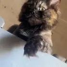 كيتين للتبني قطط للتبني