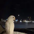 روز هدد. تم  البيع