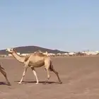 للبيع ناقتين شقح ورحول