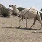 للبيع ضروبه كفو