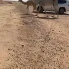 خلفه