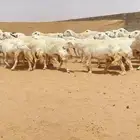 غنم حريات حرش خلفات 97 تحتها 97 ( تم البيع )