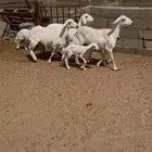 3 من الغنم وليد 2 ثنايا 1 جذعة مشروطة