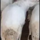 سواكن جبر جذعان