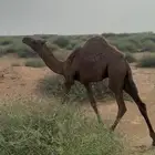 بعير