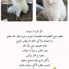 قط للتبني