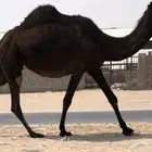 مجهم لقحه طيبه لقحه لها 9 شهور