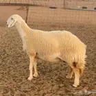 رخل ثنيه صنف الصنف