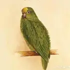 مطلوب ذكرلوري زيتوني منتج الغمر لايقل عن سنتين