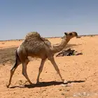 قعود رماني