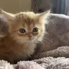 قط ذكر للبيع