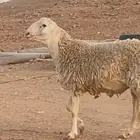 فحل حري مشروووط مشروووط