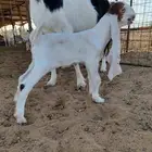 عنز خصم ومعها تيس خصم
