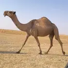 اللقحه الصفرا الكفو
