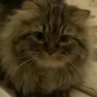 قط ذكر شيرازي للبيع