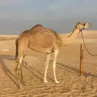 عشراء مهجنه ثنو طيبه