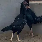 طقم شامو الماني مستوى تب