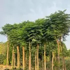 مشتل الجموم شتلات بنسيان و يسمين هندي جميع انواع شجرت الجملة