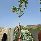 مشتل الجموم با الجملة للزراعة