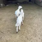 نعجةوالد كفو وشرط