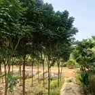 مشتل الجموم الجميع انواع اشجار با الجملة