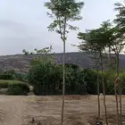 مشتل الجموم الجميع انواع اشجار با الجملة للزراعة