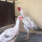 جوز دجاج حجازي