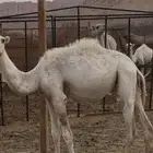 ابل