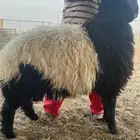 نعيم ناهي يوجد حجز للعيد