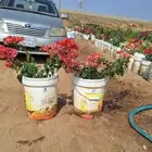 مشتل الجموم الجميع انواع اشجار و شتلات