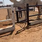 للبيع البعير الرماني الكفو المنتج