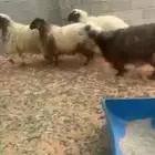 نعيم