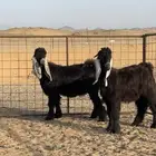 مشاريع فحول عوارض طيبه الموقع املج