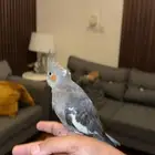 كروان مفقود