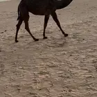 بكره صفرا طيبه