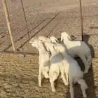 البيع