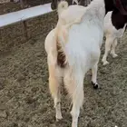 معزاللبيع