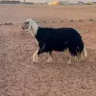 فحل نجدي مشرووط سنة ثني