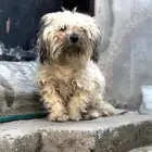 كلب مالتيز ذكر للبيع