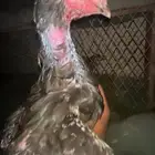 ميوالي ((( تم البيع)))