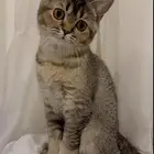 قططط سكوتش للبيع