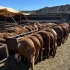 خرفان سواكن فل شحم مرابي 4 شهور