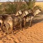 شياه سواكن درمانية صنف نادر خصممم