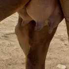 خلفه ساحليه بكره بكر