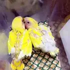 فروخ روز