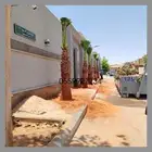 نخيل واشنطني نخل واشنطن