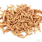 دود قبابي حي للبيع في القصيم Mealworms